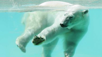 Un ours polaire au zoo d'Amnéville (illustration). (MAXPPP)