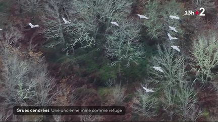 Chaque hiver, de préférence juste avant l’aube, la danse des grues cendrées est un spectacle naturel à observer lorsque elles prennent leur envol sur la route de l’Espagne. Plusieurs milliers transitent chaque année, un émerveillement pour les curieux comme dans cette réserve naturelle des Landes. (france 2)