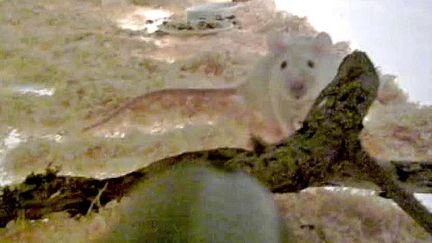 Le rat dans sa cage, visé par une arme commandée par webcam 
 (Capture d&#039;écran France 3 / culturebox)