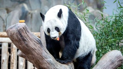 La panda Lin Hui dans le zoo de Chiang Mai, en Thaïlande, le 23 décembre 2022. (WANG TENG / XINHUA / AFP)