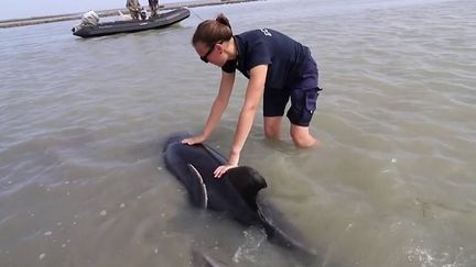 Île-de-Ré : un échouage massif de plusieurs dauphins évité in extremis