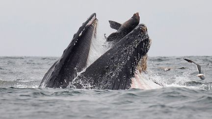 Un lion de mer dans la gueule d'une baleine à bosse au large de la Californie (Etats-Unis), le 22 juillet 2019. (CHASE DEKKER / AFP)