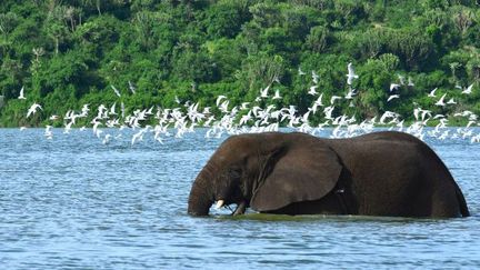 Le parc Reine Elisabeth en Ouganda abrite les éléphants rescapés des braconniers qui sévissent en Afrique de l'Est. L'Ouganda est utilisé comme pays de transit pour écouler l'ivoire de contrebande dans la région. (Photo AFP/Antoine Lorgnier)