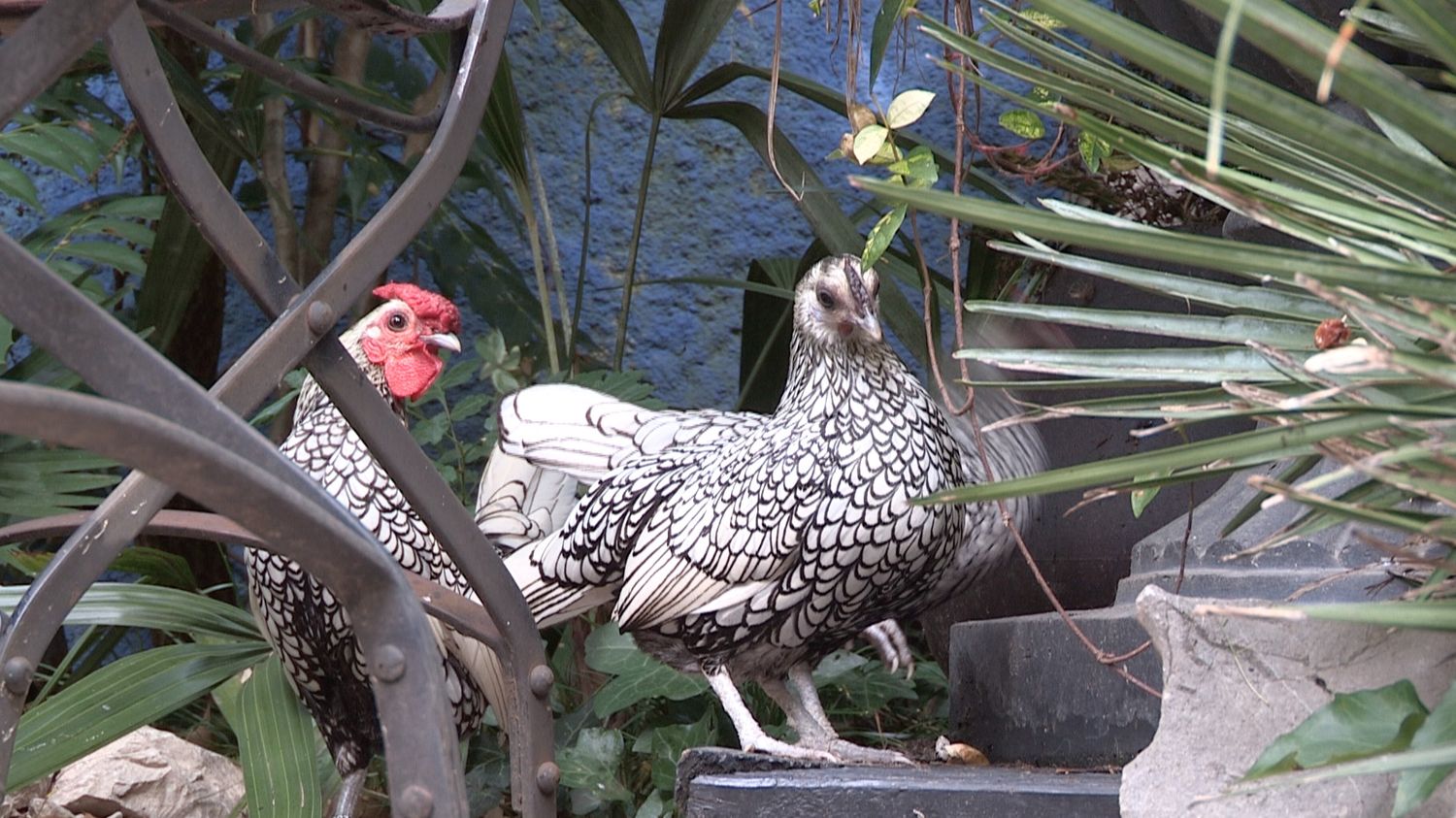 Avoir 2 poules dans un petit jardin : est-ce possible et comment faire ?