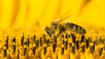 Une abeille fait son miel sur une fleur de tournesol. (FRANK BIENEWALD / LIGHTROCKET / GETTY IMAGES)