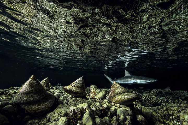 "The night shift",&nbsp;photo de Laurent Ballesta. (© LAURENT BALLESTA / WILDLIFE PHOTOGRAPHER OF THE YEAR / NHM)