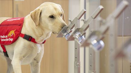 Un chien s'entraîne à détecter le coronavirus en Grande-Bretagne, le 17 mai 2020&nbsp;(photo d'illustration) (PHOTOSHOT / MAXPPP)