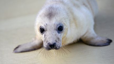 Allemagne : une île de la mer du Nord berceau des bébés phoques