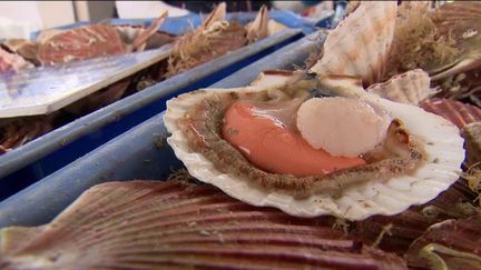 Coquille Saint-Jacques : la saison se finit en beauté (France 2)