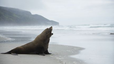 Un lion de mer sur une plage de Nouvelle-Zélande, le 18 mars 2014. (MOOF / CULTURA CREATIVE / AFP)