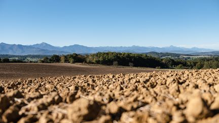 Des champs touchés par la sécheresse en Haute-Garonne, en octobre 2021. (LILIAN CAZABET / HANS LUCAS via AFP)