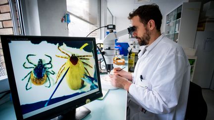 Un chercheur étudie des tiques au laboratoire de l'Agence nationale de sécurité sanitaire et de l'alimentation, de l'environnement et du travail à Maisons-Alfort (Val-de-Marne).&nbsp; (LABORATOIRE SANTÉ ANIMALE-ANSES / PHANIE)