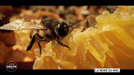 VIDEO. "Quand on élève des abeilles, on contribue à travailler dans l'intérêt général, au service de l'humanité" : une apicultrice lanceuse d'alerte