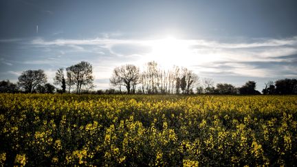 Un champ de colza, près de Lyon. (JEFF PACHOUD / AFP)