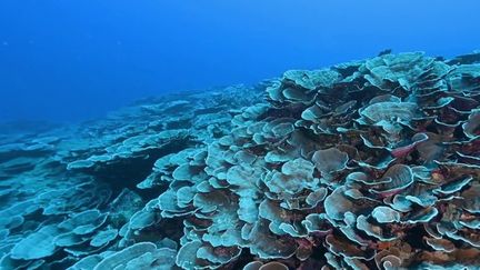 Un&nbsp;récif de coraux géants en forme de rose a été découvert au large de Tahiti. (CAPTURE D'ÉCRAN FRANCE 3)