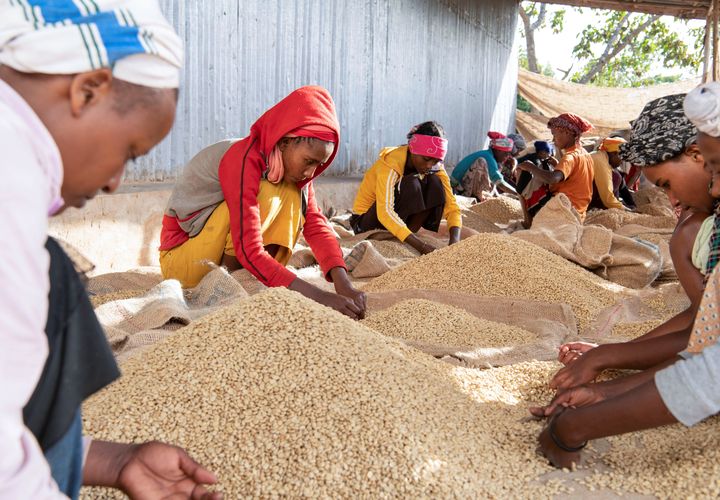 Travail du café dans la région de Sidama (sud de l'Ethiopie) le 30 novembre 2018 (MAHEDER HAILESELASSIE / X06601)