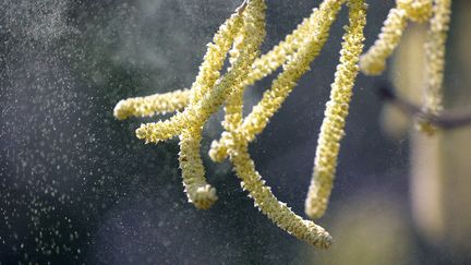 Du pollen s'échappe de noisetiers, à Berlin (Allemagne), le 25 février 2019. (WOLFGANG KUMM / DPA / AFP)