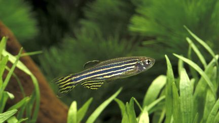 Un poisson-zèbre dans un aquarium tropical en France, en 2004. (BRUNO CAVIGNAUX / BIOSPHOTO / AFP)