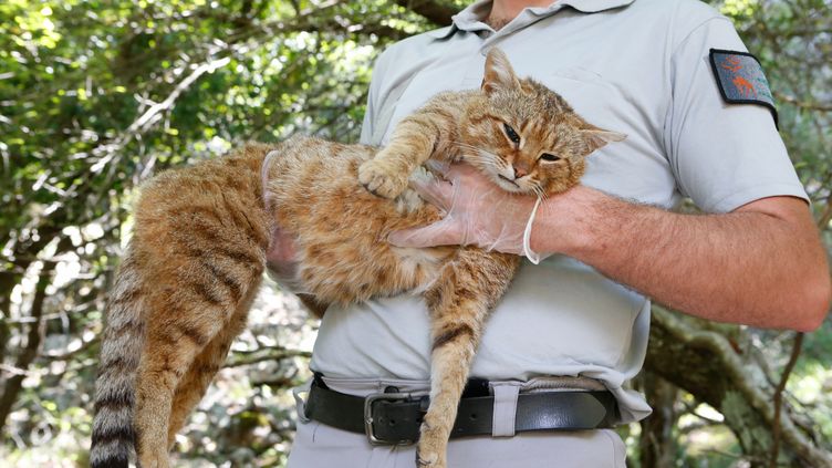 Ce Qu Il Faut Savoir Du Chat Renard Recense En Corse Et Presente Comme Une Nouvelle Espece