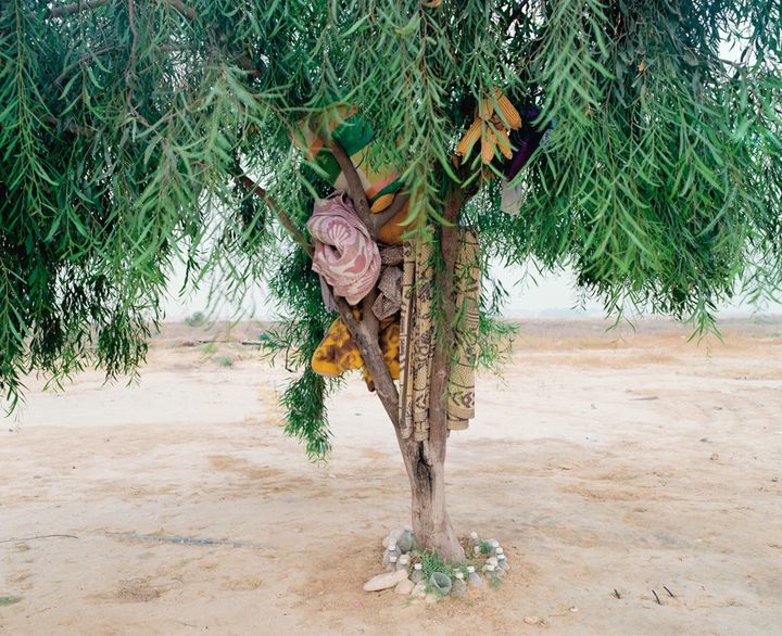 Ron Amir, "Bisharah and Anwar's Tree (L'arbre de Bisharah et Anwar"), 2015
 (Ron Amir)