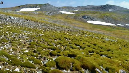 Monticules de mousse sur les île Ardley dans l'Antarctique photographiés par satellite, 4 octobre 2024. (NATURE GEOSCIENCE / SPRINGER NATURE)