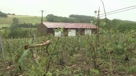 Aisne : des vignobles dévastés par les récents orages