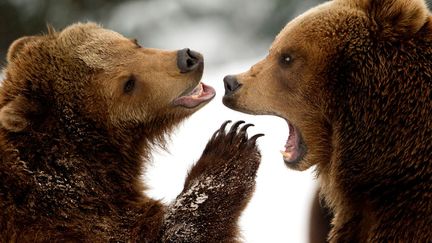 Deux oursons jouent dans la neige au zoo de Hambourg (Allemagne), le 18 mars 2013. (SVEN HOPPE / DPA / AFP)