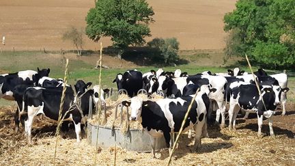 Pour faire face à&nbsp;la hausse mondiale des cours des prix du fourrage, les éleveurs vont bénéficier d'un délai supplémentaire de douze jours pour déposer leurs demandes d'aides (illustration). (LAURENT WATRIN / RADIO FRANCE)