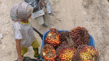 Une fillette travaillant dans une plantation d'huile de palme en Indonésie, le 16 septembre 2015. (ADEK BERRY / AFP)