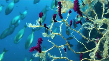 Dans la mer Méditerranée, le réchauffement climatique est également visible à l'œil nu. Les biologistes ne cachent plus leur inquiétude. (CAPTURE ECRAN FRANCE 3)