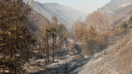 Au total, plus de 32 000 hectares ont brûlé en trois jours, comme ce canyon proche de Bel Air, le 6 décembre 2017. (ANDREW CULLEN / REUTERS)