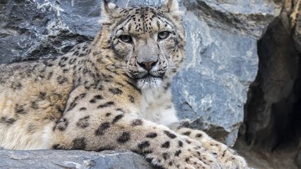 Léopards des neiges : les chasseurs devenus protecteurs