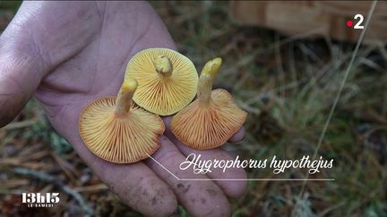 VIDEO. A la cueillette aux champignons avec un mycologue ramasseur professionnel qui fournit une table triplement étoilée