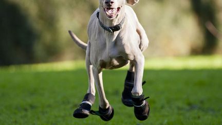 Bluey, un braque de Weimar britannique dont les pieds &eacute;taient trop fragiles pour courir en ext&eacute;rieur porte d&eacute;sormais des petites bottes qui le font ressembler &agrave; un cheval. (ALED LLYWELYN / CATERS NEWS / SIPA)