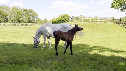 Des chevaux pâturent à&nbsp;Beaconsfield (Royaume-Uni), le 14 mai 2011. (MINT IMAGES / AFP)