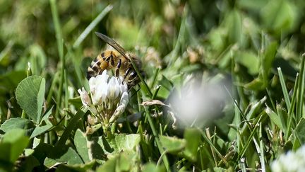 Les abeilles pourraient être les victimes collatérales de ces pesticides censés, pourtant, être plus précis et propres que les précédents. (EMMA BUONCRISTIANI / MAXPPP)