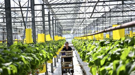 Agriculture : un challenge pour les producteurs locaux