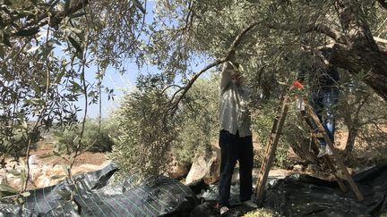 La récolte des olives en Palestine bat son plein, le 25 octobre 2021. (ALICE FROUSSARD / RADIO FRANCE)