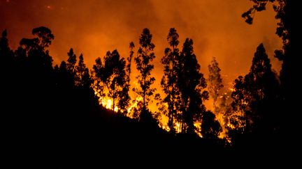 Chili : de violents incendies détruisent le centre du pays