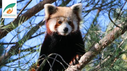 Le panda roux avait fui le zoo&nbsp;mi-novembre en profitant des dégâts provoqués sur son enclos par d'abondantes chutes de neige. (ESPACE ZOOLOGIQUE SAINT MARTIN LA PLAINE)