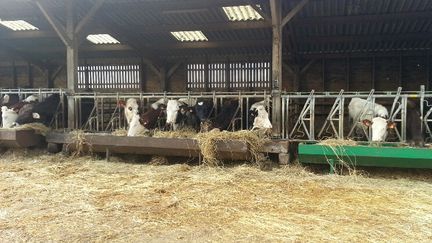 Dans cette exploitation de Monthou-sur-Bièvre (Loir-et-Cher), photographié ici en février 2017, les vaches laitières sont nourries aux céréales et aux herbes sans glyphosate (RADIO FRANCE / ANNE-LAURE BARRAL)