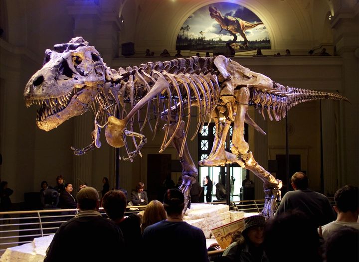 Le squelette d'un tyrannosaurus rex baptis&eacute; Sue, au Field Museum de Chicago (Etats-Unis), le 17 mai 2000. (SUE OGROCKI / REUTERS)