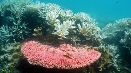 Les cyclones tropicaux, une &eacute;toile de mer invasive et le r&eacute;chauffement climatique sont responsables de la d&eacute;t&eacute;rioration de la Grande barri&egrave;re de corail. (RAY BERKELMANS / AIMS)