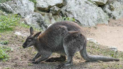 Un wallaby de Bennett - Image d'illustration. (PHILIPPE CLEMENT / MAXPPP)