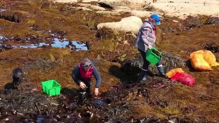 A la rencontre de Scarlette Le Corre, cueilleuse d'algues dans le Finistère. (CAPTURE D'ÉCRAN FRANCE 2)