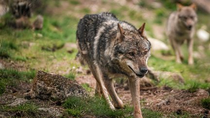 Sept attaques de loups sur des troupeaux ont été recensées dans le Doubs depuis février 2024. (MIKAEL ANISSET / MAXPPP)