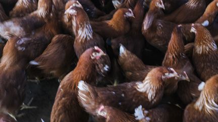 A chicken farm. Illustrative image. (JEAN-MICHEL DELAGE / HANS LUCAS)