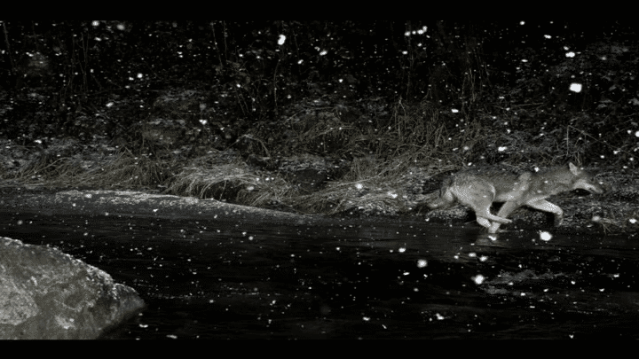 Un loup sous la neige capturé par l'appareil photo automatique. 
 (Sébastien De Danieli )