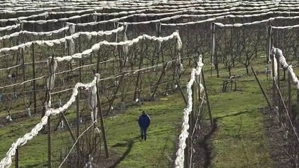 Assurance récolte : une réforme pour aider les agriculteurs