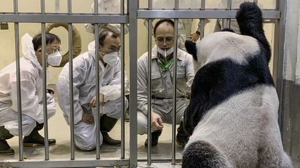 Des experts chinois au chevet du panda géant Tuan Tua, au zoo de Taipeï, le 2 novembre 2022.&nbsp; (HANDOUT / TAIPEI ZOO / AFP)